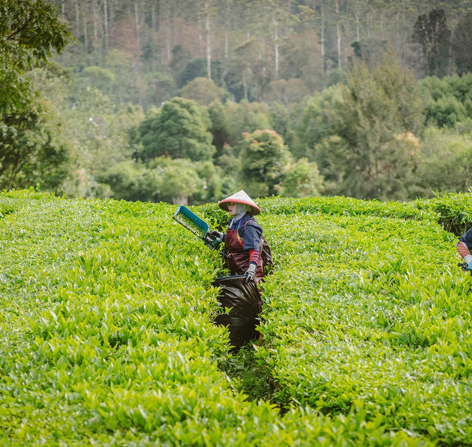 Kehittynyt strategiamme